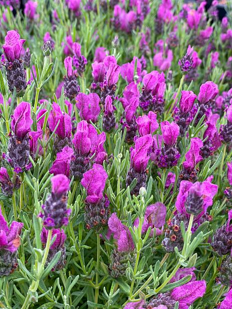 Lavandula stoechas 'Papillon Rose' - Spanish Lavender