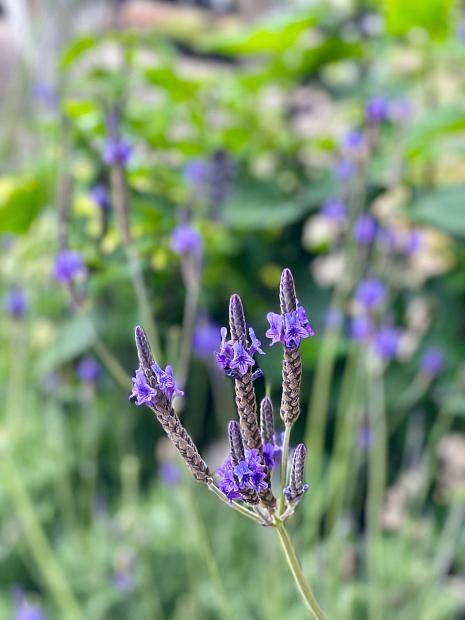 Lavandula x christiana | Native Sons Wholesale Nursery