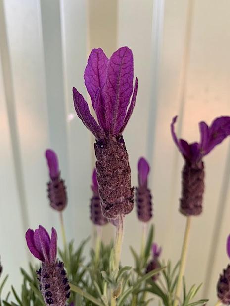 Lavandula stoechas 'Primavera' - Primavera Lavender