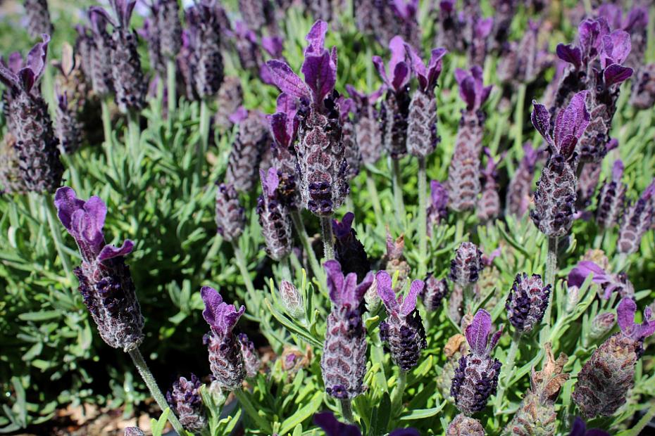 Lavandula stoechas 'Luxurious' - Spanish Lavender