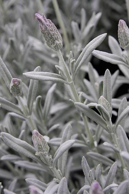 Lavandula stoechas 'Silver Anouk' - Spanish Lavender
