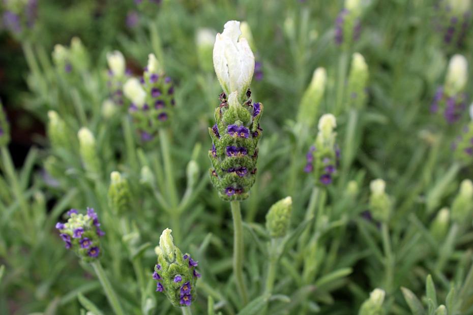 Lavandula stoechas 'White Anouk' - Spanish Lavender