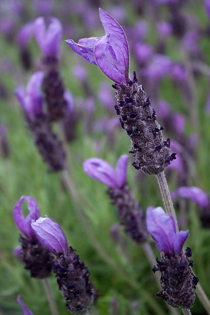 Lavandula stoechas ‘Willow Vale’ - Spanish Lavender