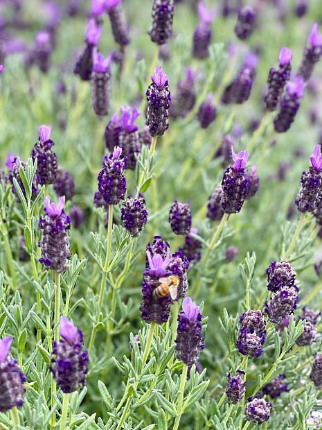 Lavandula stoechas 'Winter Bee' - Spanish Lavender