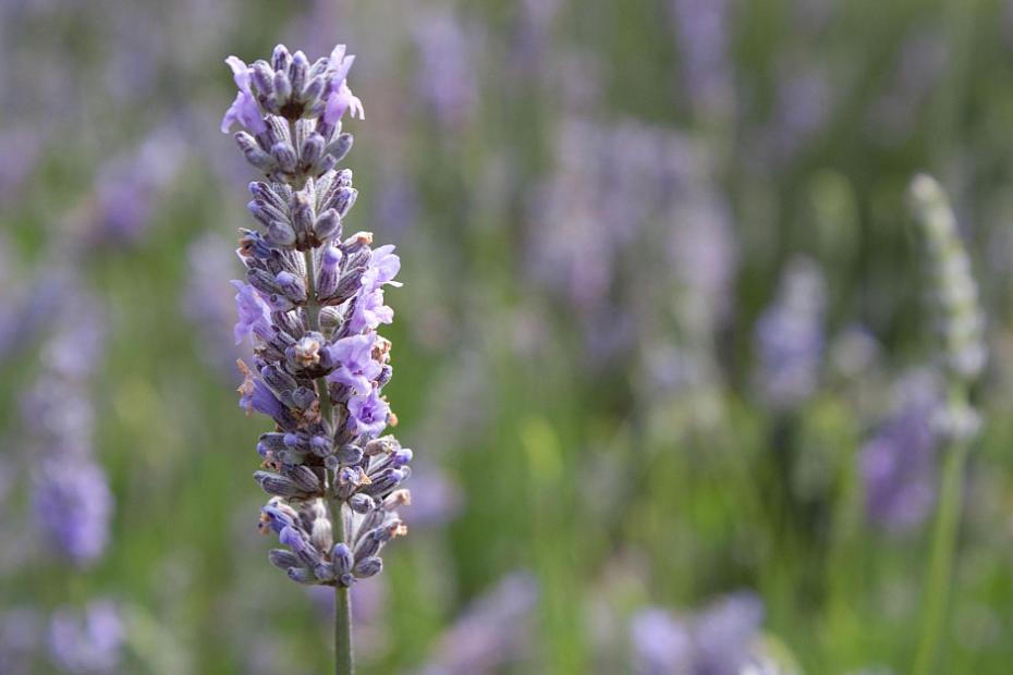 Lavandula x intermedia ‘Provence’ - Lavender
