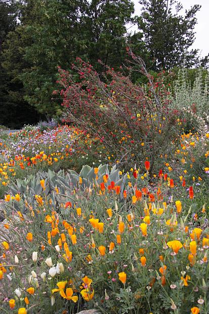 Eschscholzia californica var. maritima - California poppy