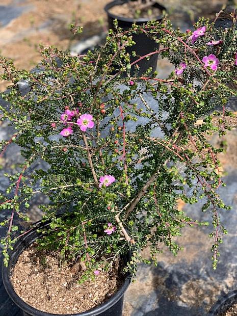 Leptospermum rotundifolium ‘Manning’s Choice’ - Tea tree