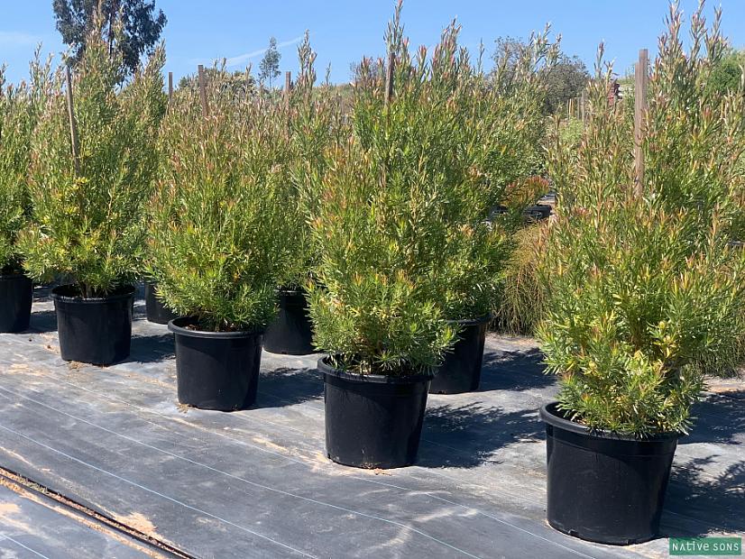 Leucadendron 'Pisa' - Leucadendron
