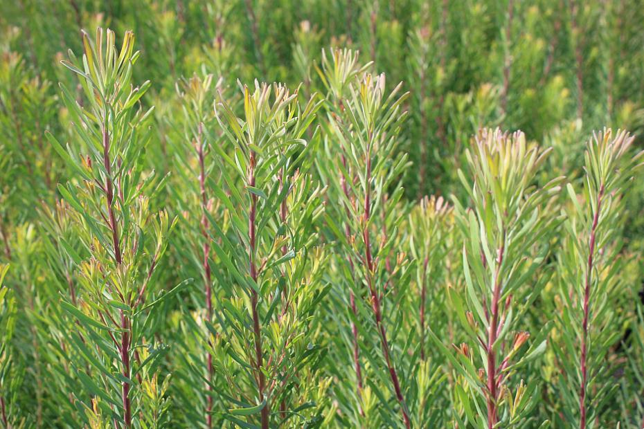 Leucadendron galpinii - Silver Cone Leucadendron