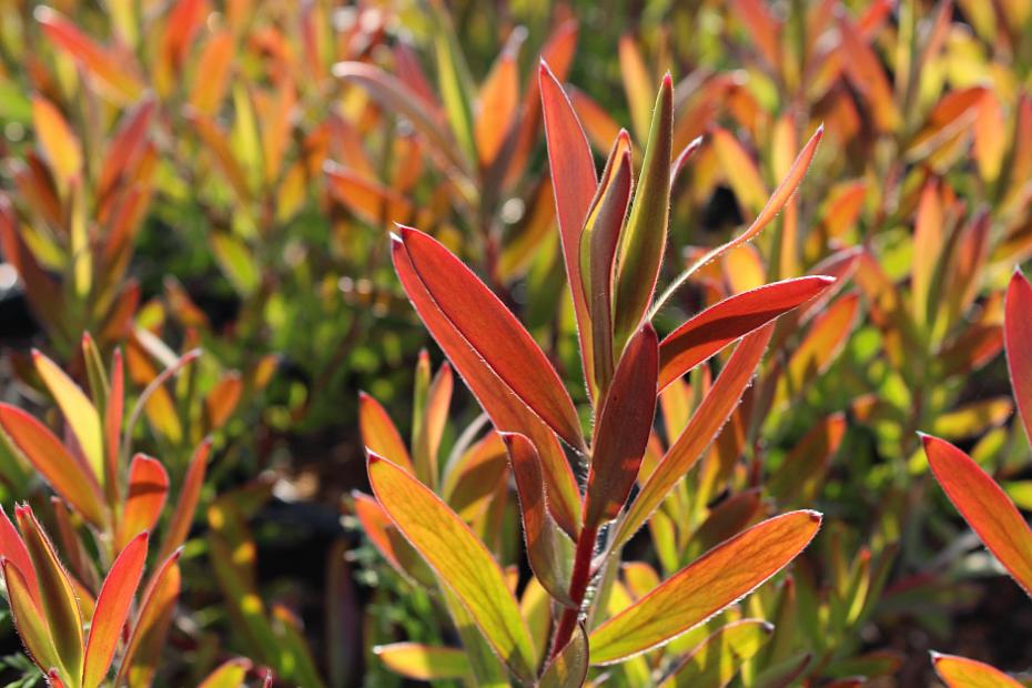 Leucadendron 'Silvan Red' - No common name