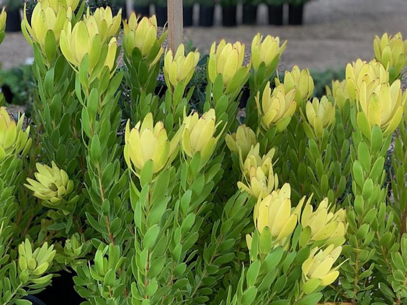 Leucadendron 'Safari Goldstrike' - Yellow conebrush