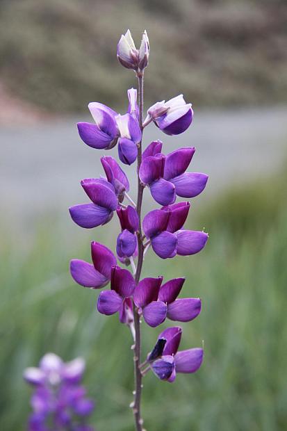 Lupinus albifrons - White-leaf bush lupine