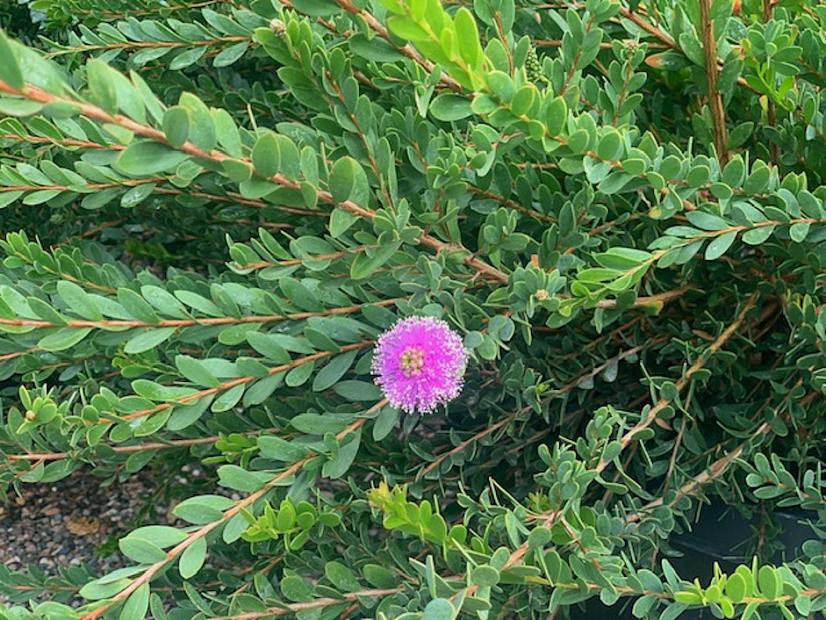 Melaleuca nesophila - Pink melaleuca