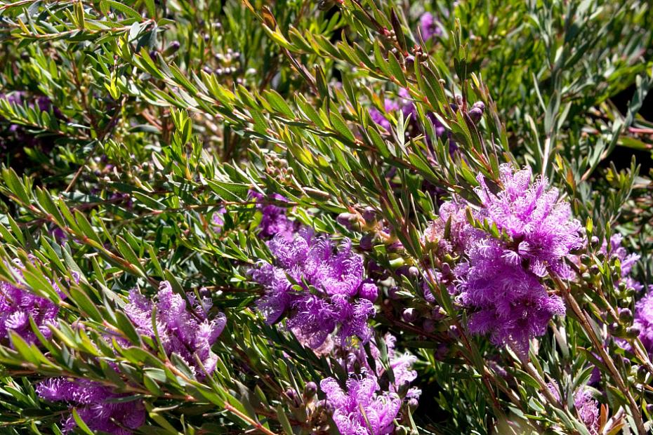 Melaleuca thymifolia - Thyme honey myrtle
