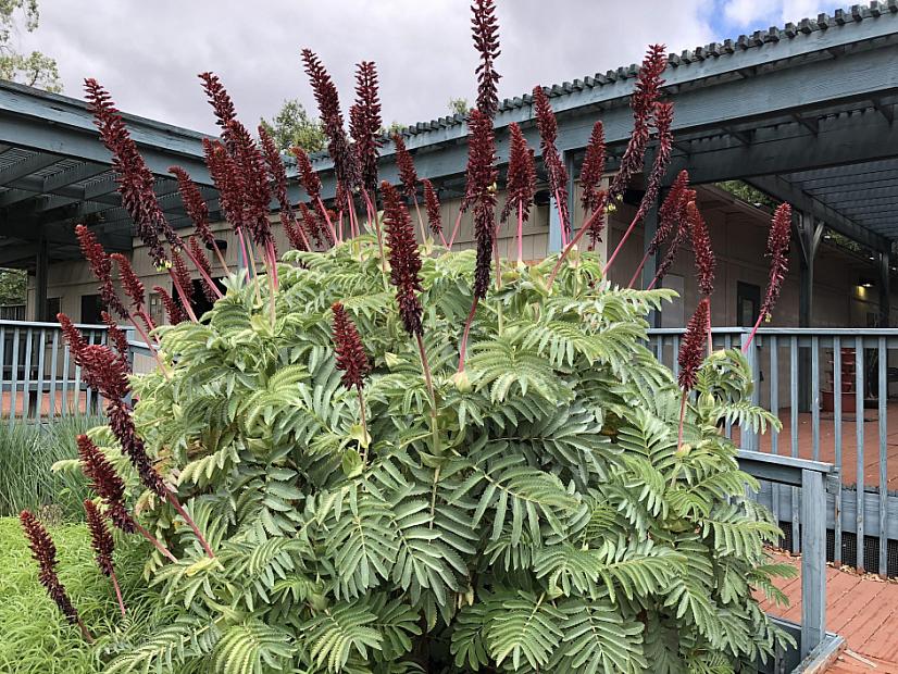Melianthus major - Honey flower