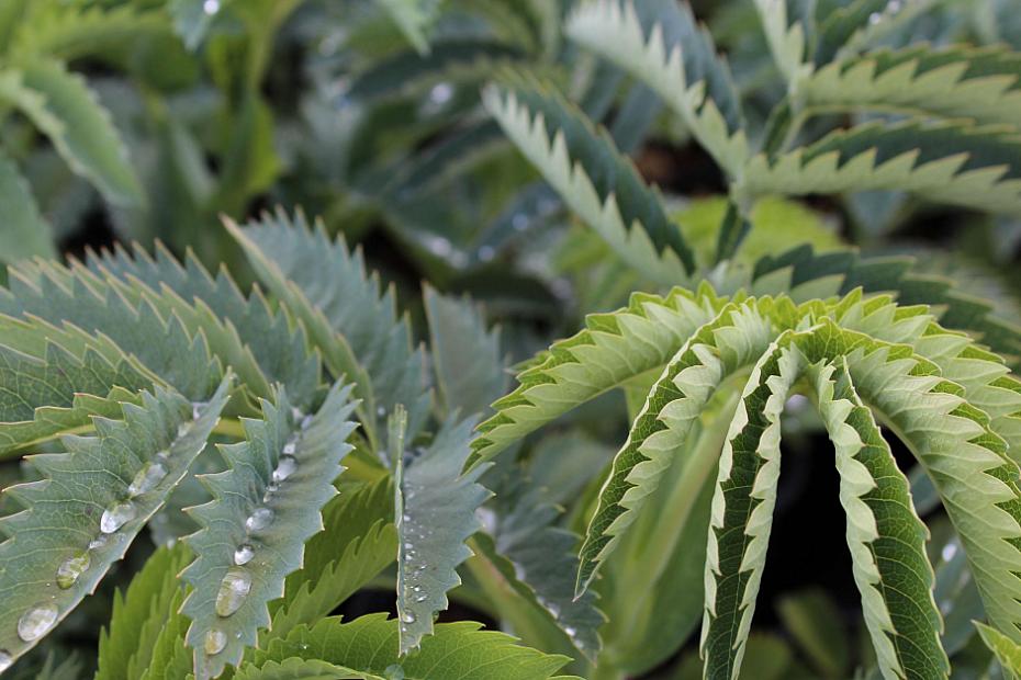 Melianthus major - Honey flower