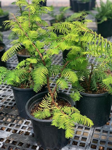 Metasequoia glyptostroboides 'Amber Glow'™ - Dawn redwood