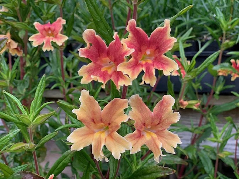 Mimulus 'Changeling' - Monkey flower