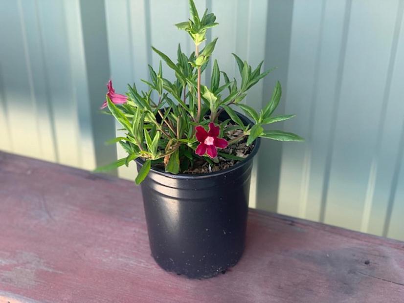 Mimulus 'Hybrid Grape' - Monkey flower