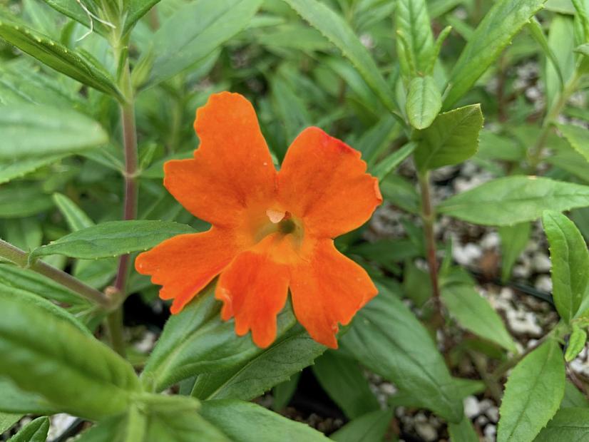 Mimulus 'Jelly Bean Orange' - Monkey flower