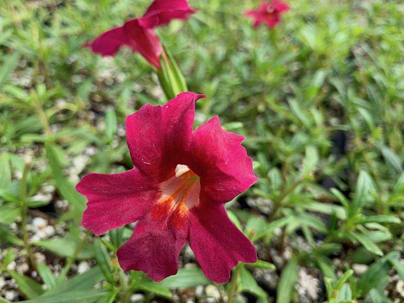 Mimulus 'Jelly Bean Red' - Jelly Bean Red Monkey flower