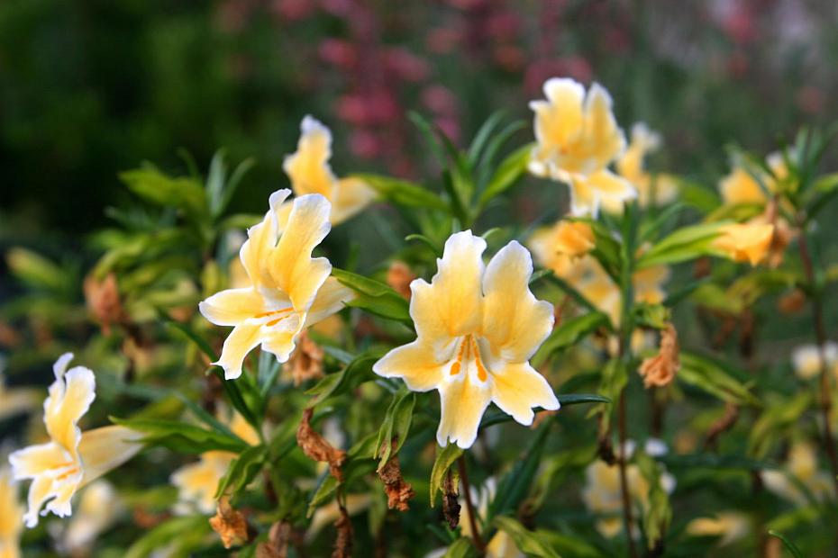 Mimulus 'Eleanor' - Monkey flower
