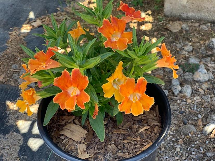 Mimulus 'Burst Orange' - Burst Orange Monkey flower