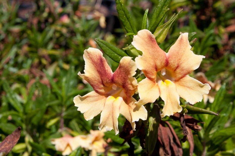 Mimulus 'Carnivale' - Monkey flower