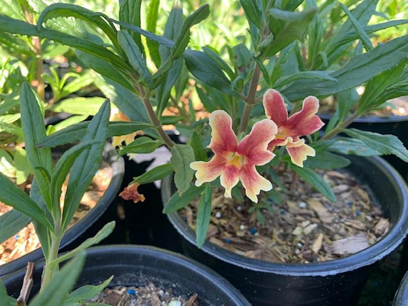 Mimulus 'Changeling' - Monkey flower