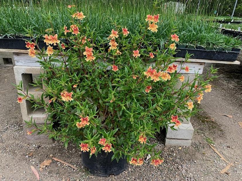 Mimulus 'Changeling' - Monkey flower