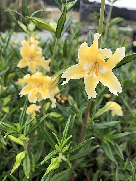 Mimulus 'Eleanor' - Monkey flower