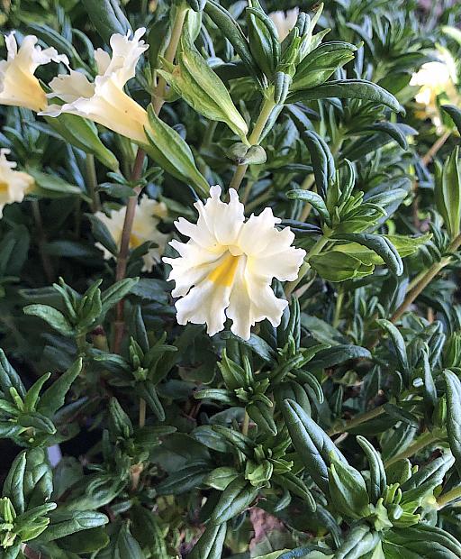 Mimulus 'Ivory White' - Monkey Flower