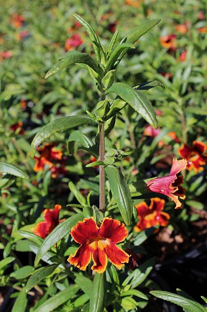 Mimulus 'Jelly Bean Fiesta Marigold' - Monkey flower