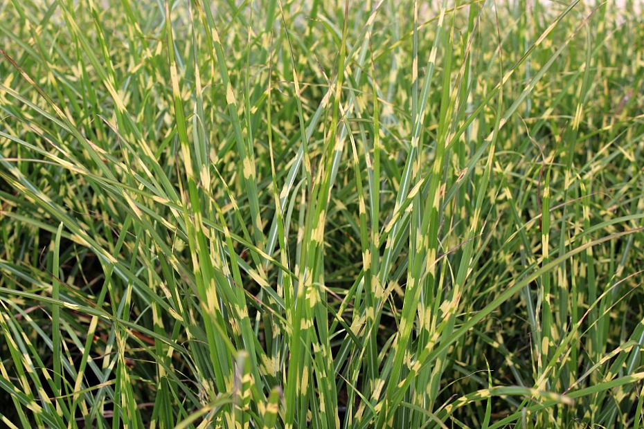 Miscanthus sinensis 'Bandwidth' - Maiden grass