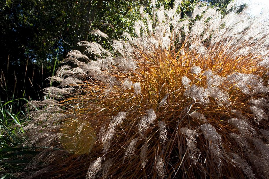 Miscanthus sinensis ‘Adagio’ - Eulalia grass