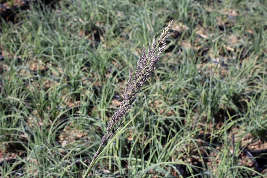 Muhlenbergia pubescens - Soft blue Mexican muhly