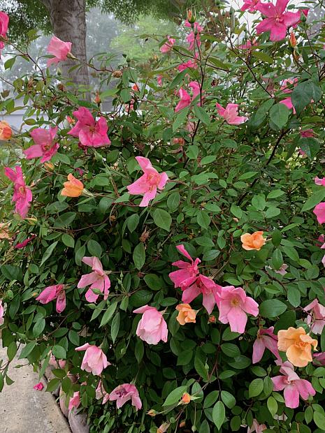 Rosa x odorata ‘Mutabilis’ - China rose