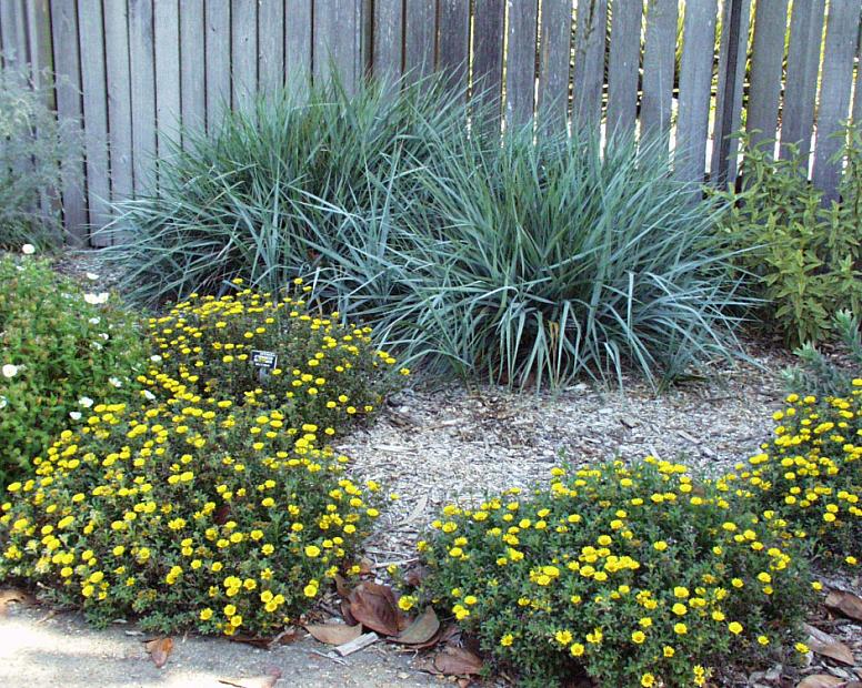 Leymus condensatus ‘Canyon Prince’ - Giant wild rye