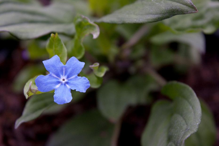 Omphalodes cappadocica - Navelseed