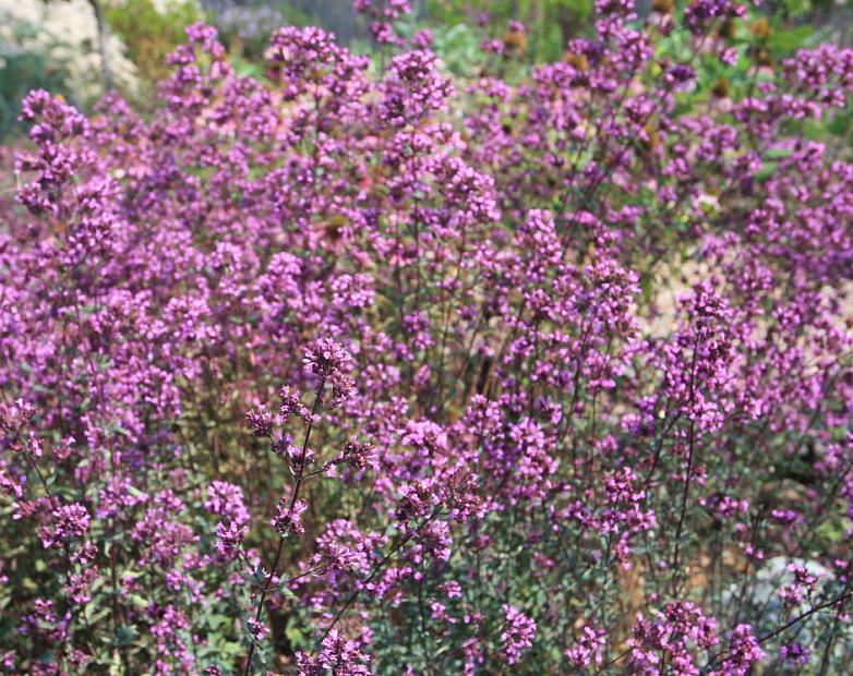 Origanum laevigatum ‘Hopley’s Purple’ - Oregano or Marjoram