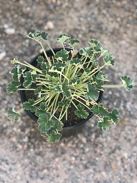 Pelargonium sidoides - African Geranium