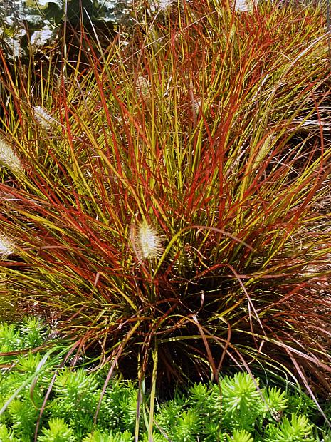 Pennisetum alopecuroides 'Burgundy Bunny' - Miniature Fountain Grass