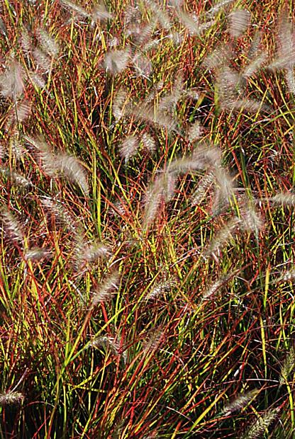 Pennisetum alopecuroides 'Burgundy Bunny' - Miniature Fountain Grass