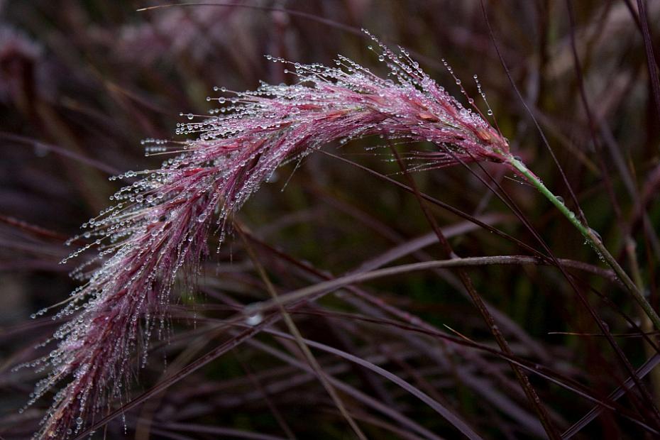 Pennisetum setaceum ‘Rubrum Dwarf’ - Dwarf Purple-leaved Fountain Grass