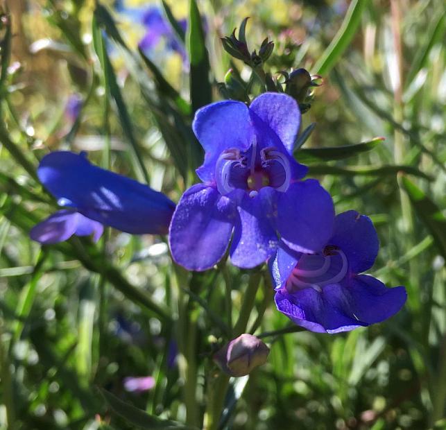 Penstemon heterophyllus ‘Blue Springs’ - Foothill penstemon