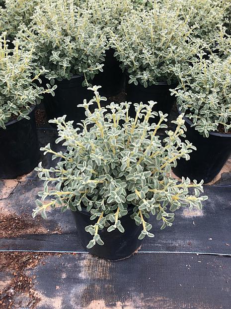 Phlomis lanata | Native Sons Wholesale Nursery