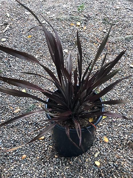 Phormium ‘Platt’s Black’ - New Zealand flax