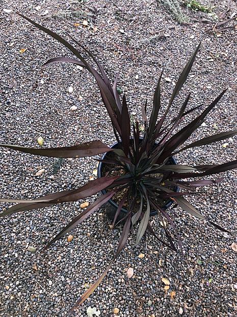 Phormium ‘Platt’s Black’ - New Zealand flax
