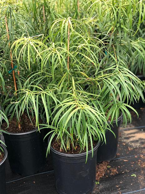 Podocarpus henkelii - Long leafed yellow-wood