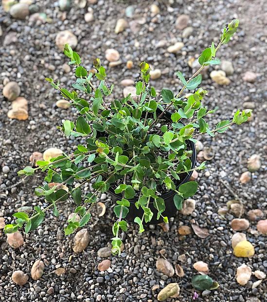 Polygala dalmaisiana - Sweet pea shrub